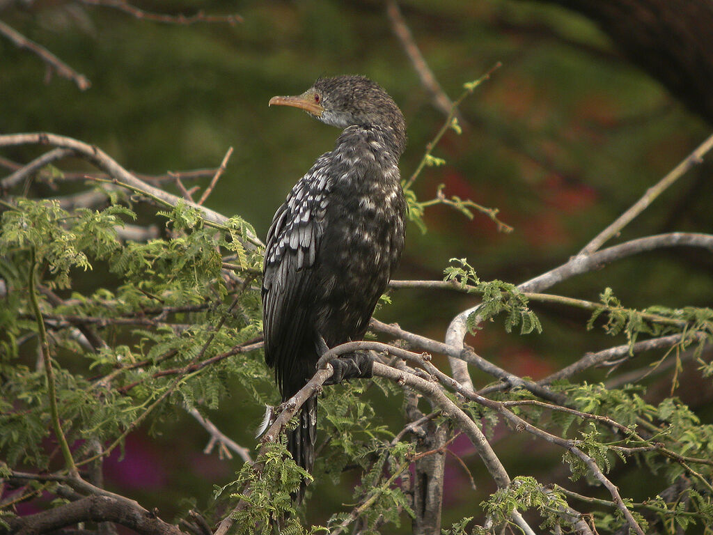 Reed Cormorant