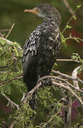 Reed Cormorant