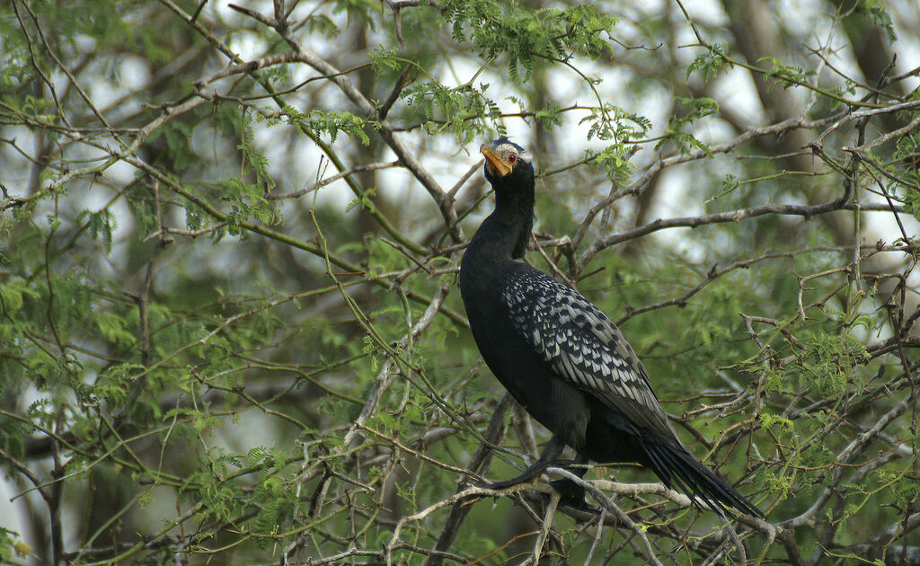 Cormoran africain