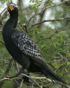 Reed Cormorant