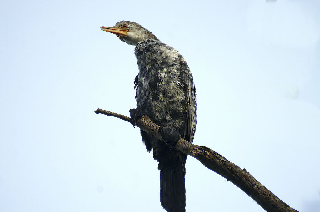 Reed Cormorant