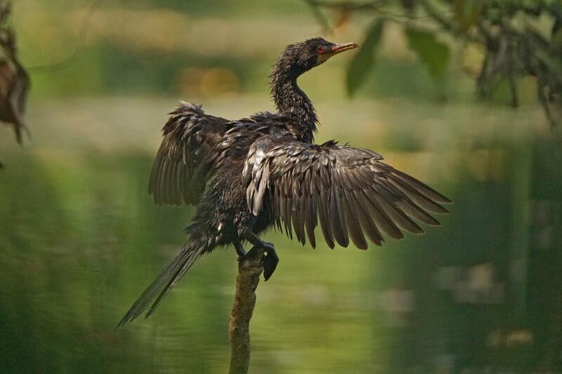 Reed Cormorant