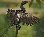 Cormoran africain