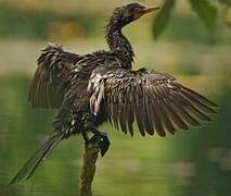 Reed Cormorant