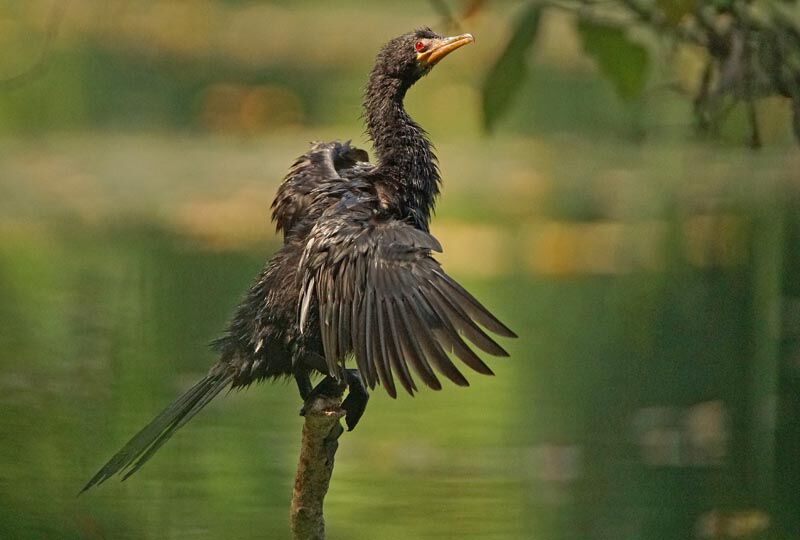 Reed Cormorant