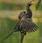 Cormoran africain