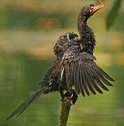 Reed Cormorant