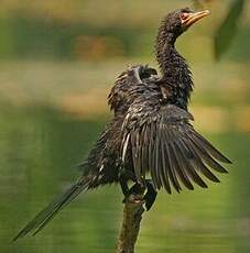 Cormoran africain