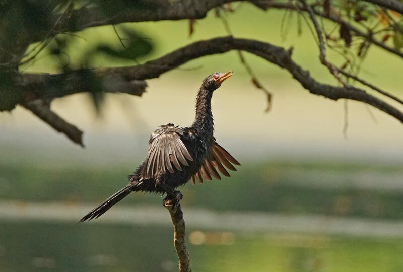 Reed Cormorant