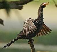 Reed Cormorant