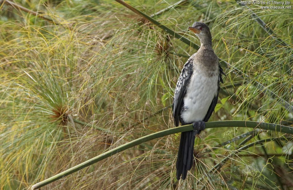 Reed Cormorant