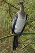 Cormoran africain