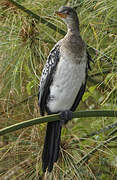 Reed Cormorant