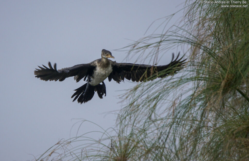 Cormoran africain