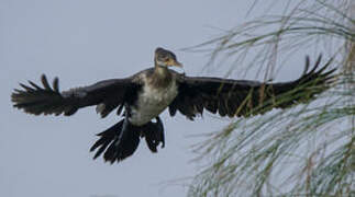 Reed Cormorant