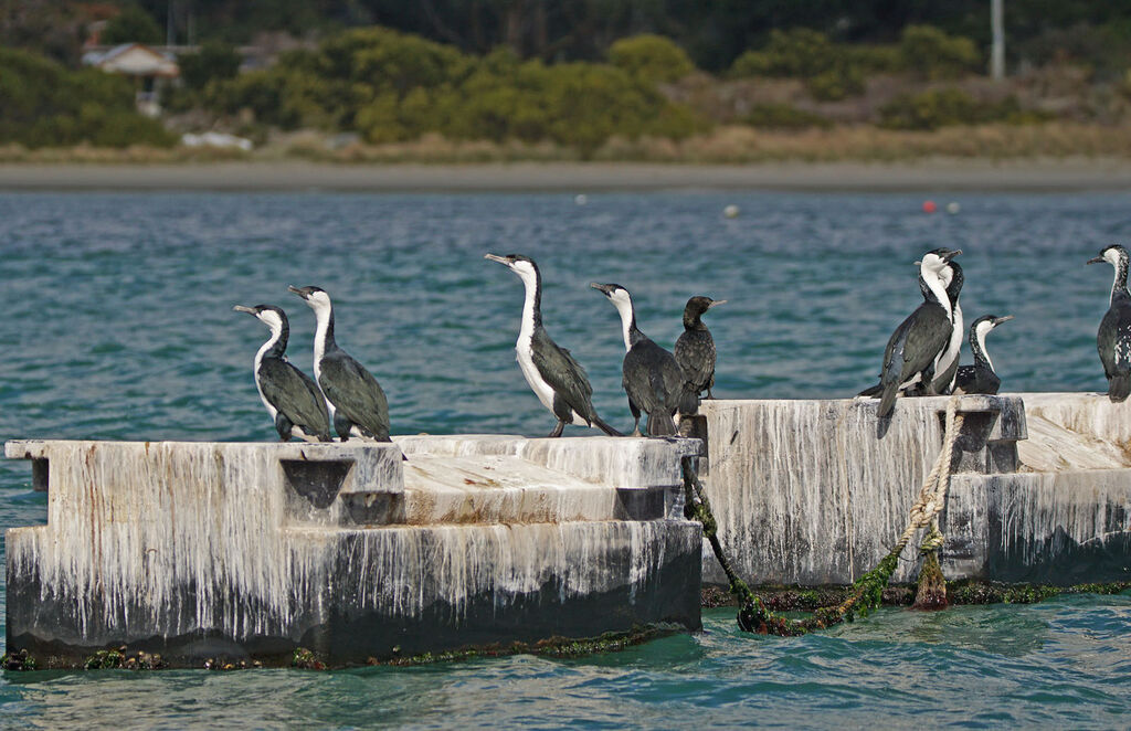 Cormoran de Tasmanie