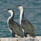 Cormoran de Tasmanie