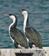 Black-faced Cormorant