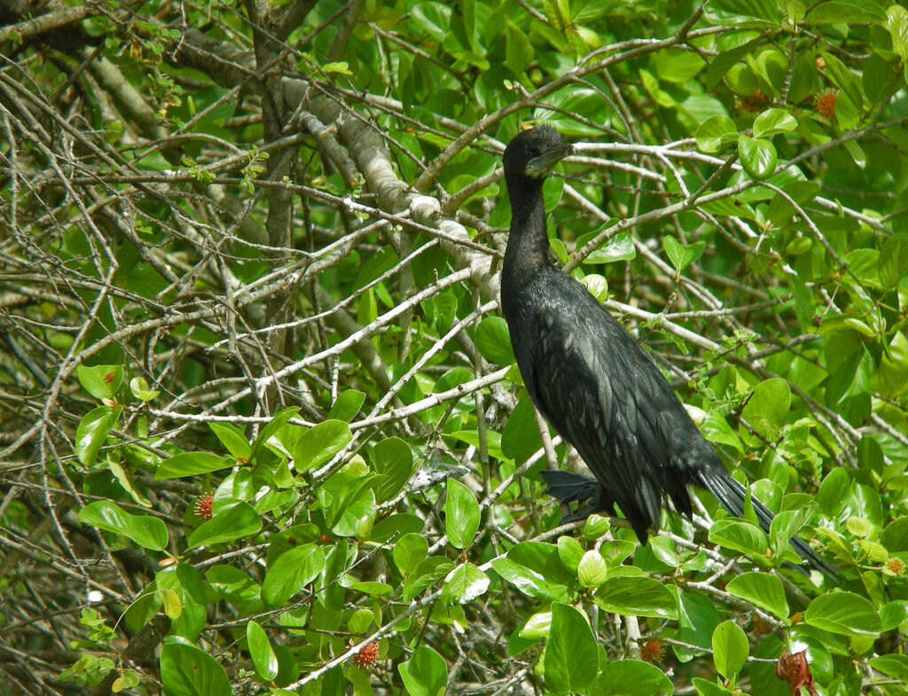 Cormoran de Vieillot