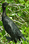 Cormoran de Vieillot