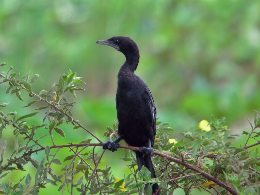 Cormoran de Vieillot