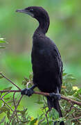 Little Cormorant