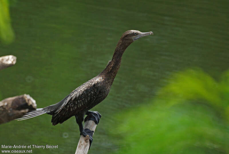 Cormoran noirimmature, identification