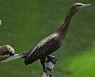 Cormoran noir