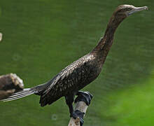 Little Black Cormorant