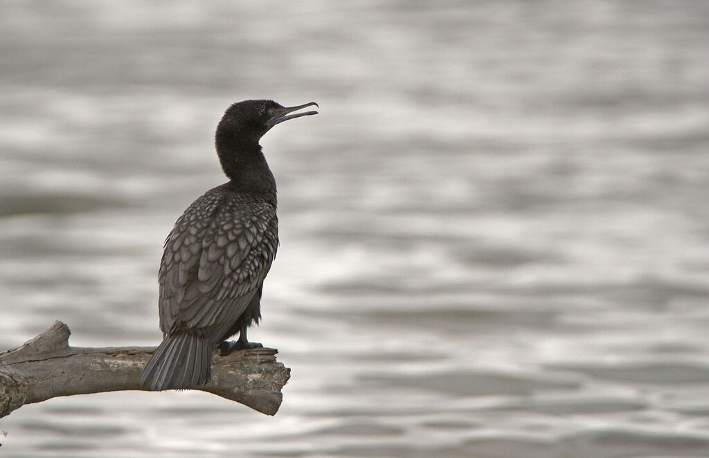 Little Black Cormorant