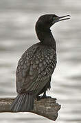 Little Black Cormorant