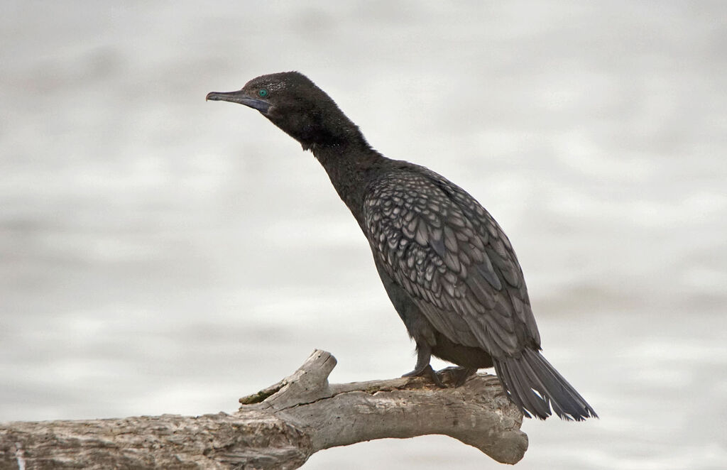 Little Black Cormorant