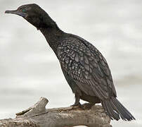 Little Black Cormorant