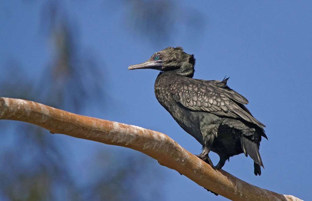 Little Black Cormorant