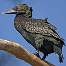 Cormoran noir