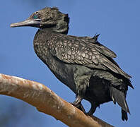 Little Black Cormorant