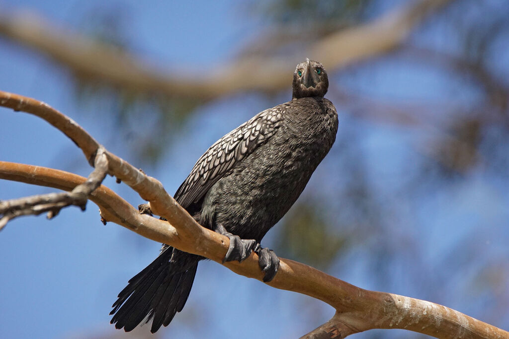 Little Black Cormorant