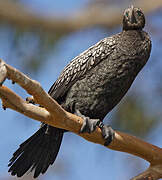 Little Black Cormorant