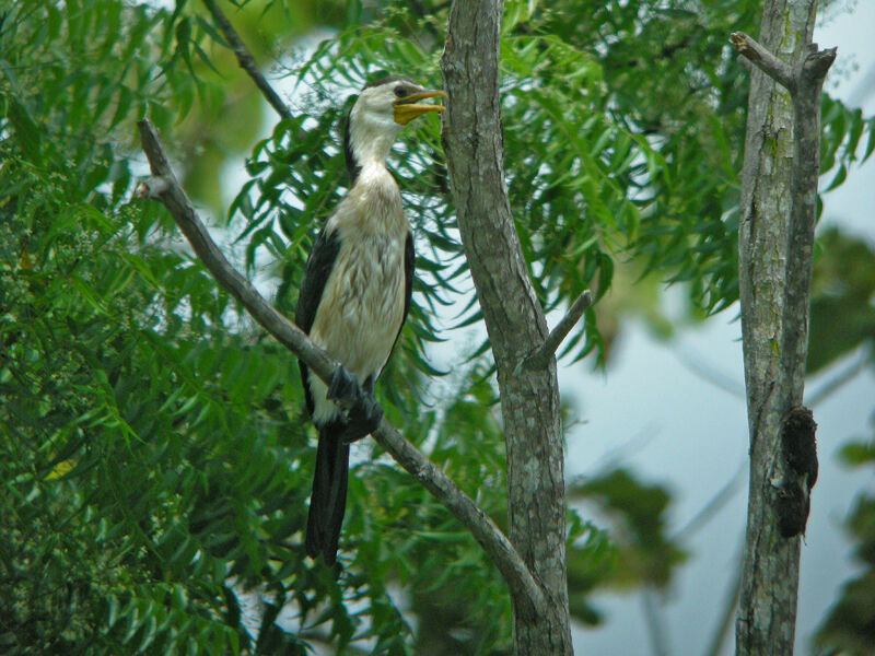 Little Pied Cormorant