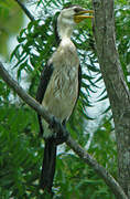 Little Pied Cormorant