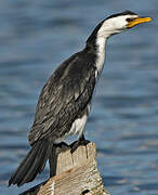 Little Pied Cormorant