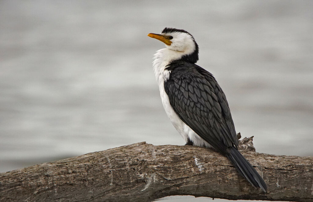 Little Pied Cormorant