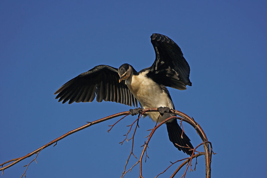 Little Pied Cormorant