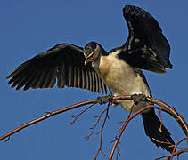 Little Pied Cormorant