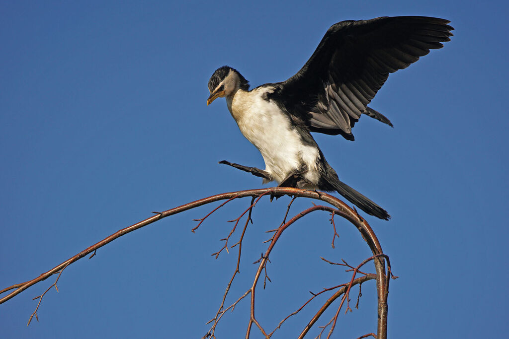 Little Pied Cormorant