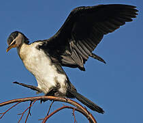 Little Pied Cormorant