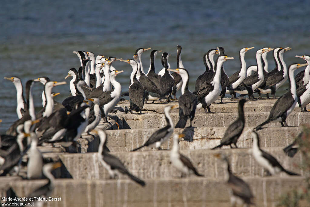 Cormoran variéadulte, Comportement