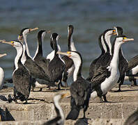 Australian Pied Cormorant