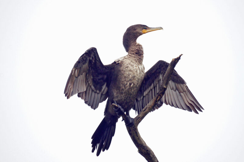 Neotropic Cormorant