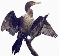 Neotropic Cormorant